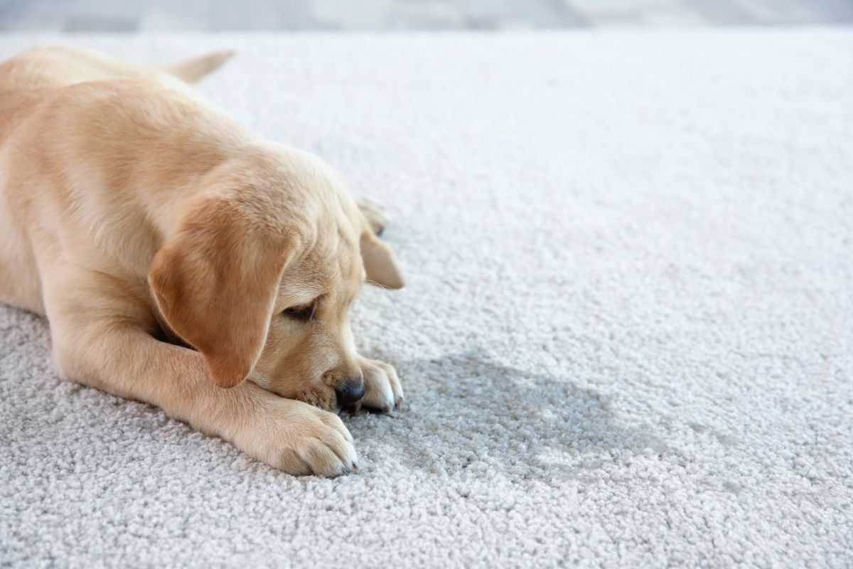 Top 10 Reasons to Choose Star Carpet Cleaning for Pet Odor Removal Lafayette IN image