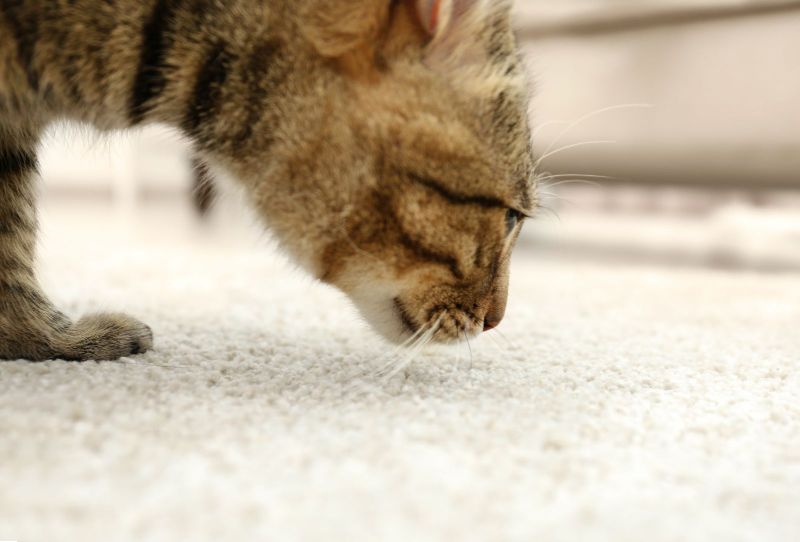 Eliminate Pet Odors for Good: Uncover the Secrets to Fresh Carpets image
